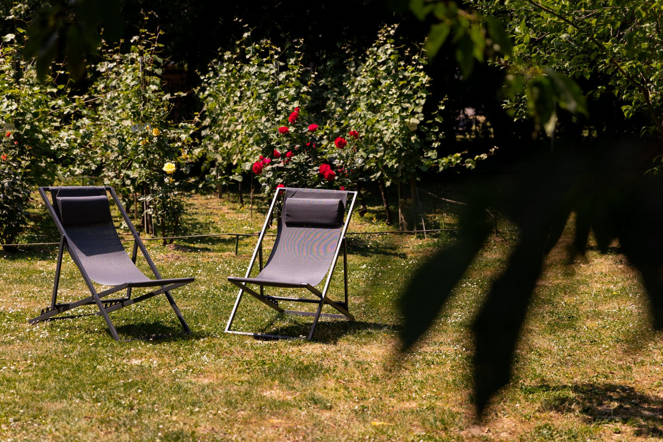 Hôtel Diana Molsheim - Jardin